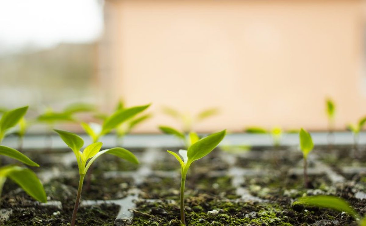 Starting Your Own Seeds